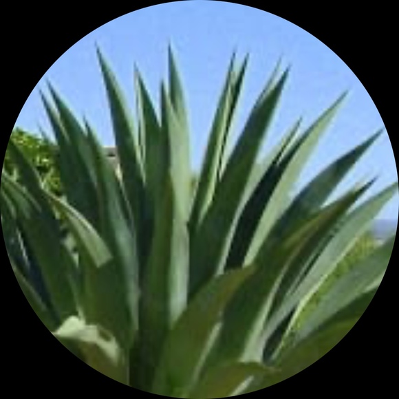 fleurier